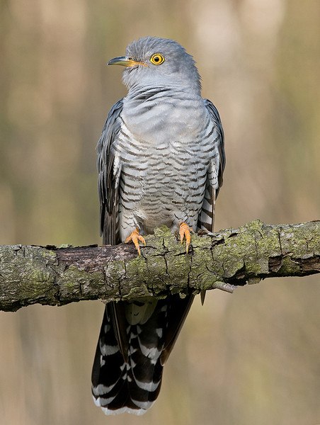 Elena Zozulia | Киев