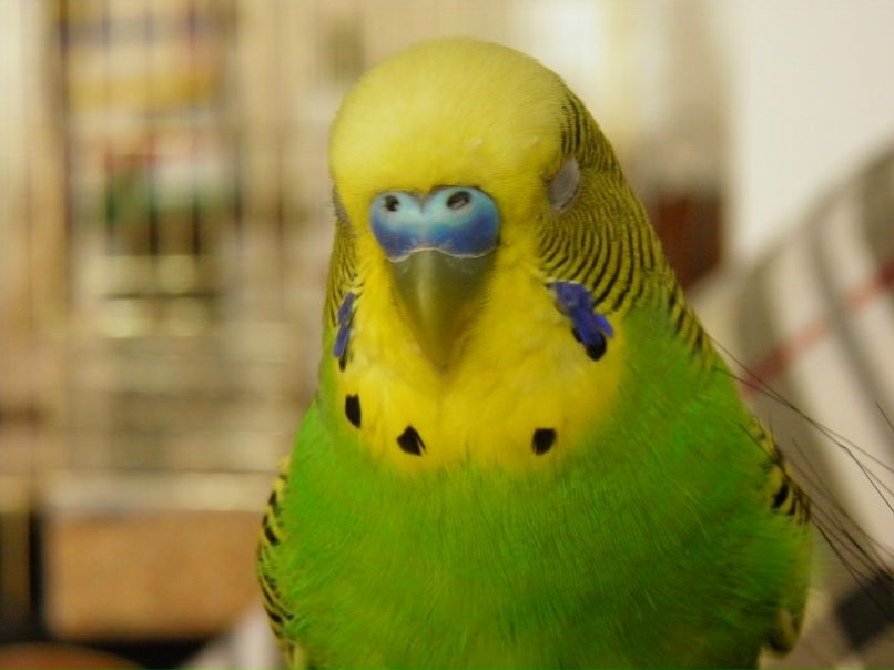 Андрей Кастоп | Одесса