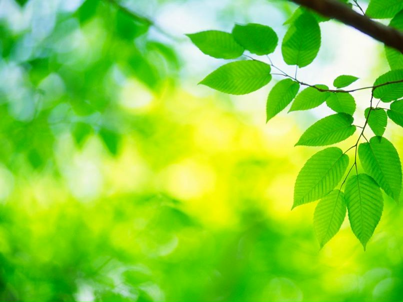 Павел Янковский | 