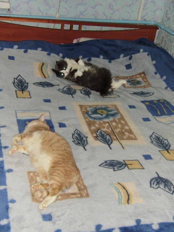 Анатолий Костюкевич | Кондопога