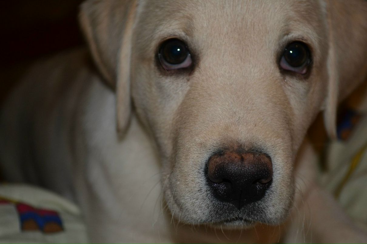 Виктор Дубский | 