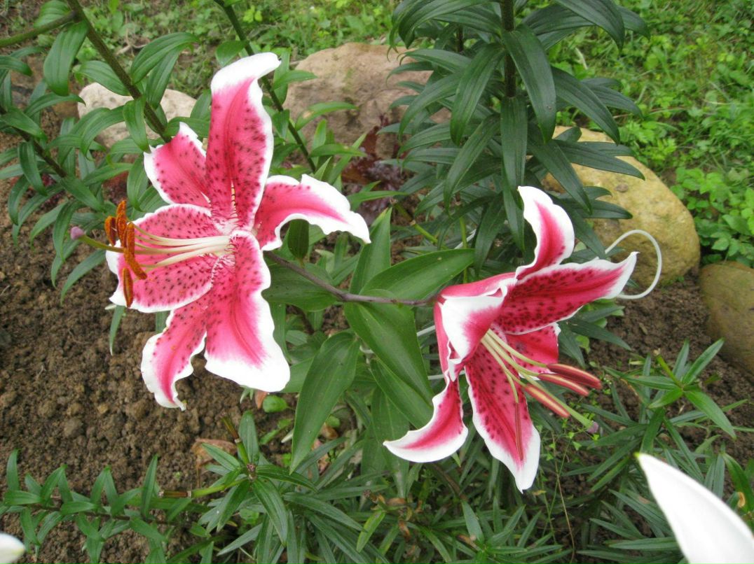 Евгения Рослякова | Санкт-Петербург