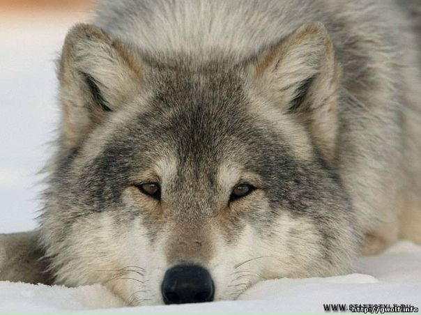 №56, Светлана Михайлюк, 39 лет, Винница №56, Светлана Михайлюк, 39 лет, Винница