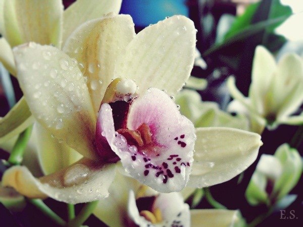 Сашуля Соколова | Одесса