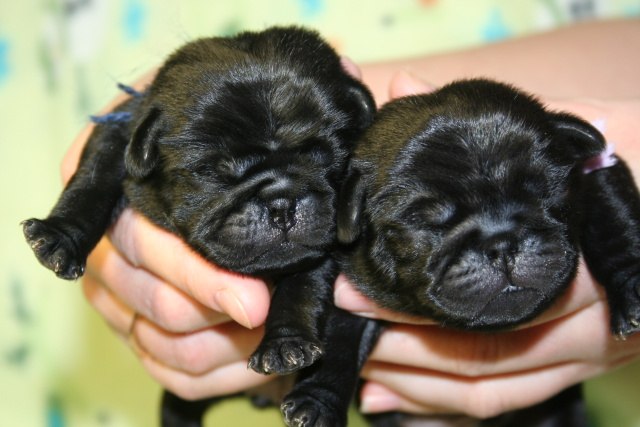 Анна Чумак | Bad Homburg vor der Höhe