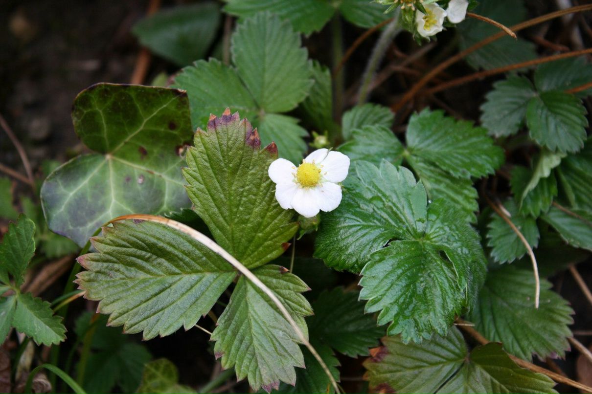 Тамара Ильяшенко | Санкт-Петербург