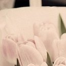 №97, Инна Бачинская, Васильков №97, Инна Бачинская, Васильков