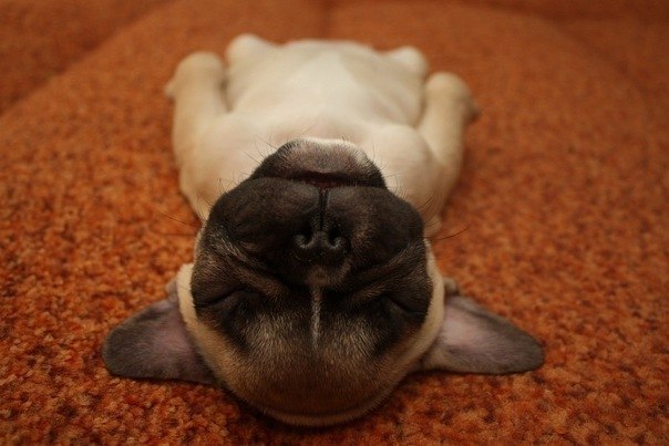 Макс Кузнецов 