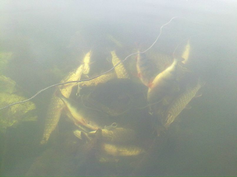 Виктор Олейник | 