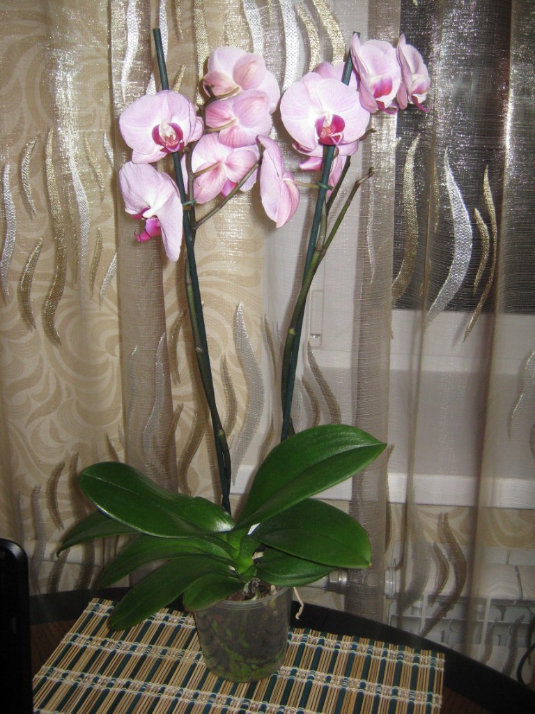 Наталия Н | Москва