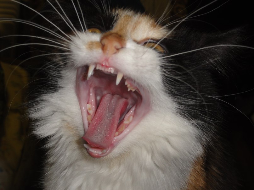 Анна Хрулёва | Вологда