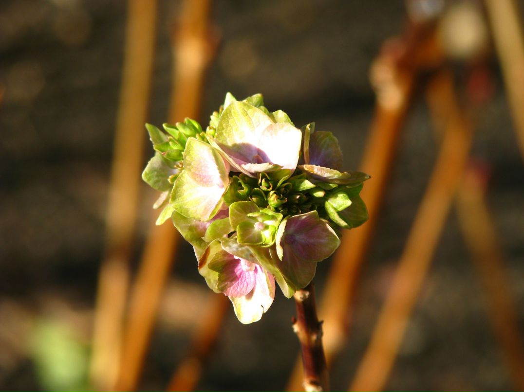 Ирина Шепетько | Орёл