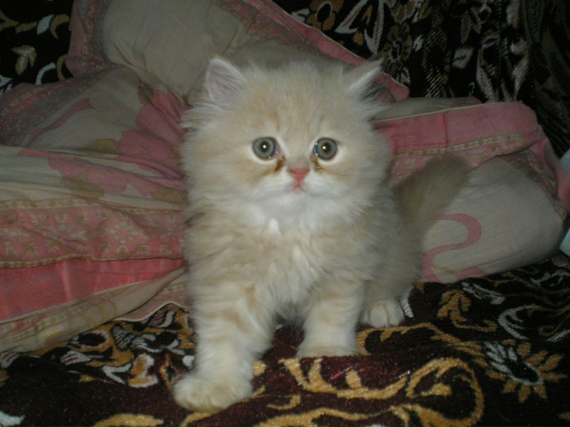 Валентин Дьяченко | Новые Санжары