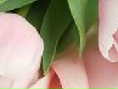 Илона Загорулько | Кривой Рог