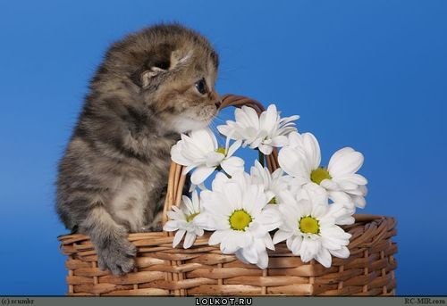 Марина Смолина | Красноярск