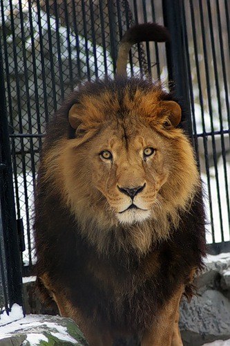 Лев Кирюхин | Красногорск