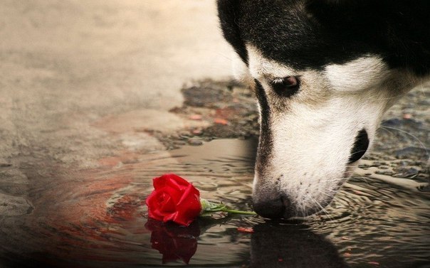 Светлана Яковенко | Киев