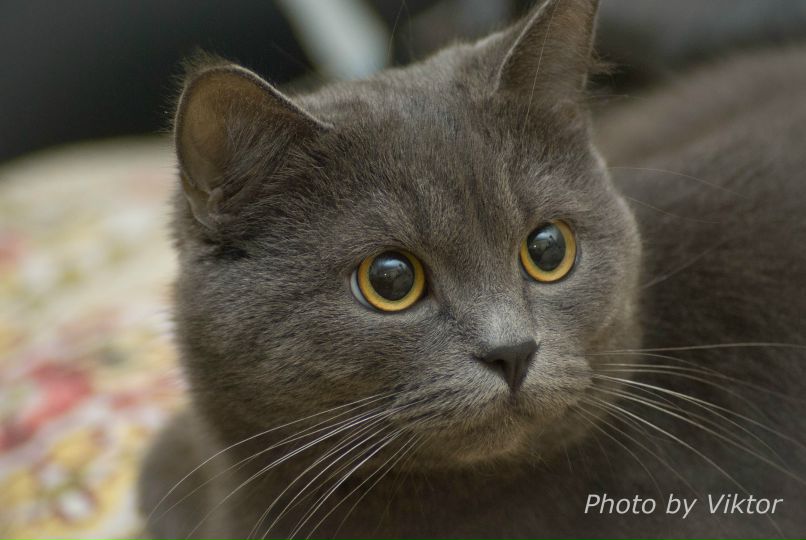 Виктор Лях | Гомель