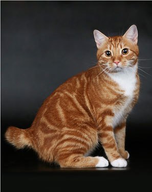 Kitty Yo | Москва