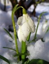 №36 Sandra Petrichsheva