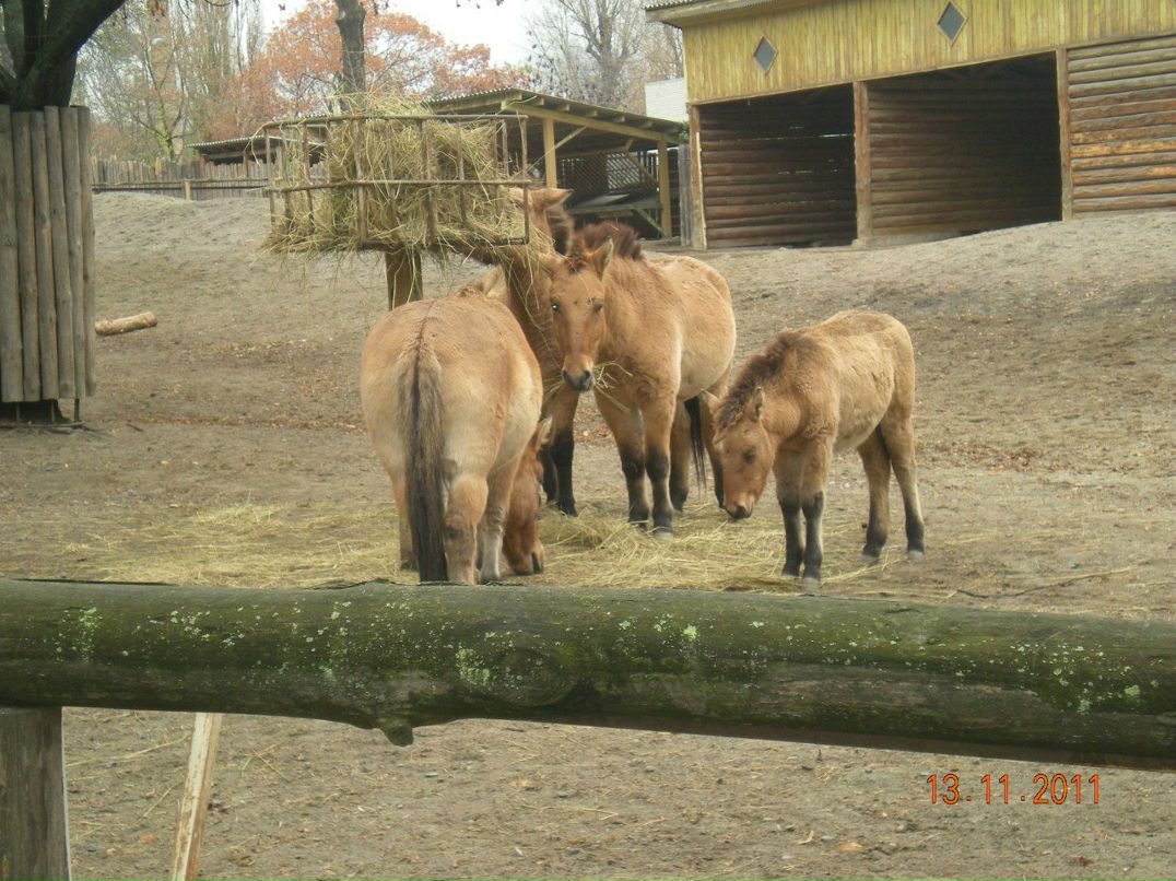 Игорь Шаповаленко | Глухов