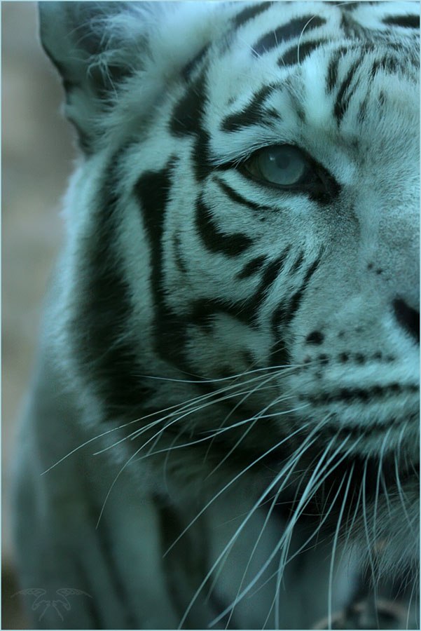 Мария Иванова | Лодейное Поле