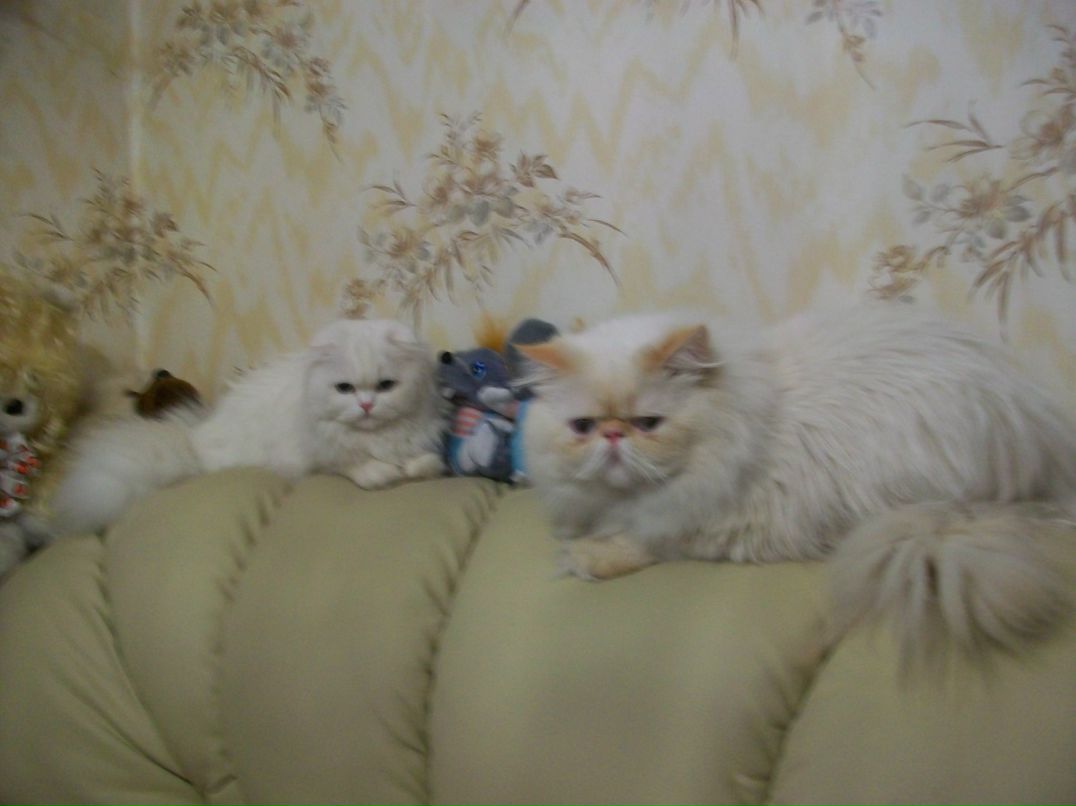 Yanuna Urgilevich | Санкт-Петербург