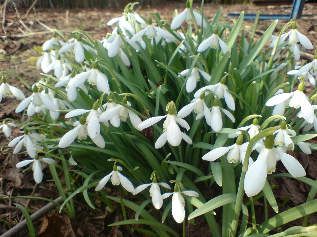 Денис Гончар Анатолійович | Hanstholm