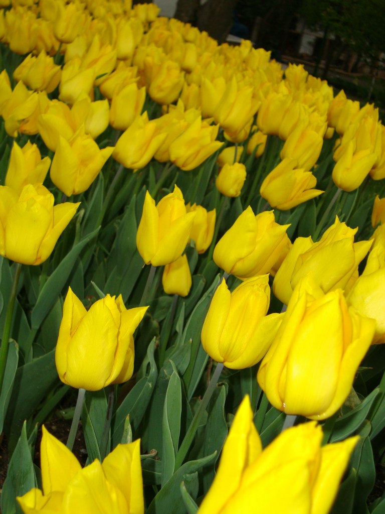 Вероника Королева Караарслан | İstanbul