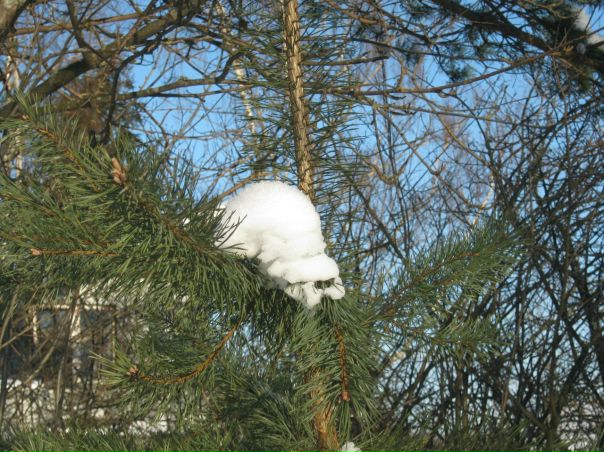 №143, Мария Корнеева №143, Мария Корнеева