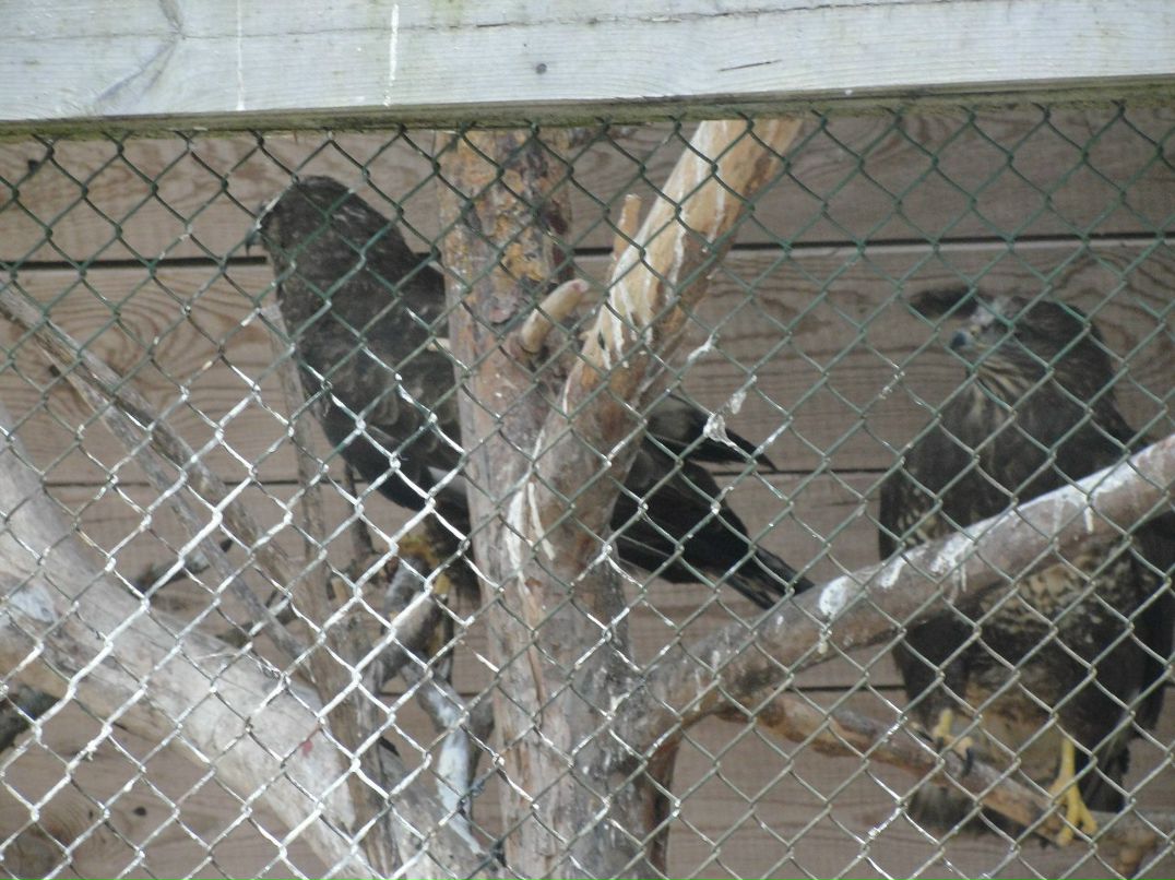 Илья Панасюк | Брест