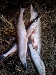 Александр Филиппов | Сыктывкар