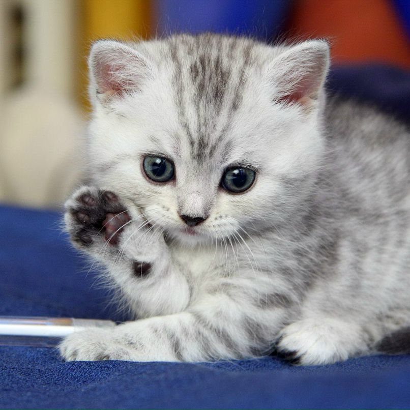 Елена Чебакова | Москва