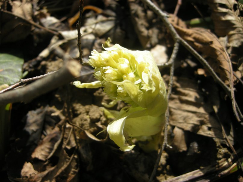 Ольга Чигарова | Сочи