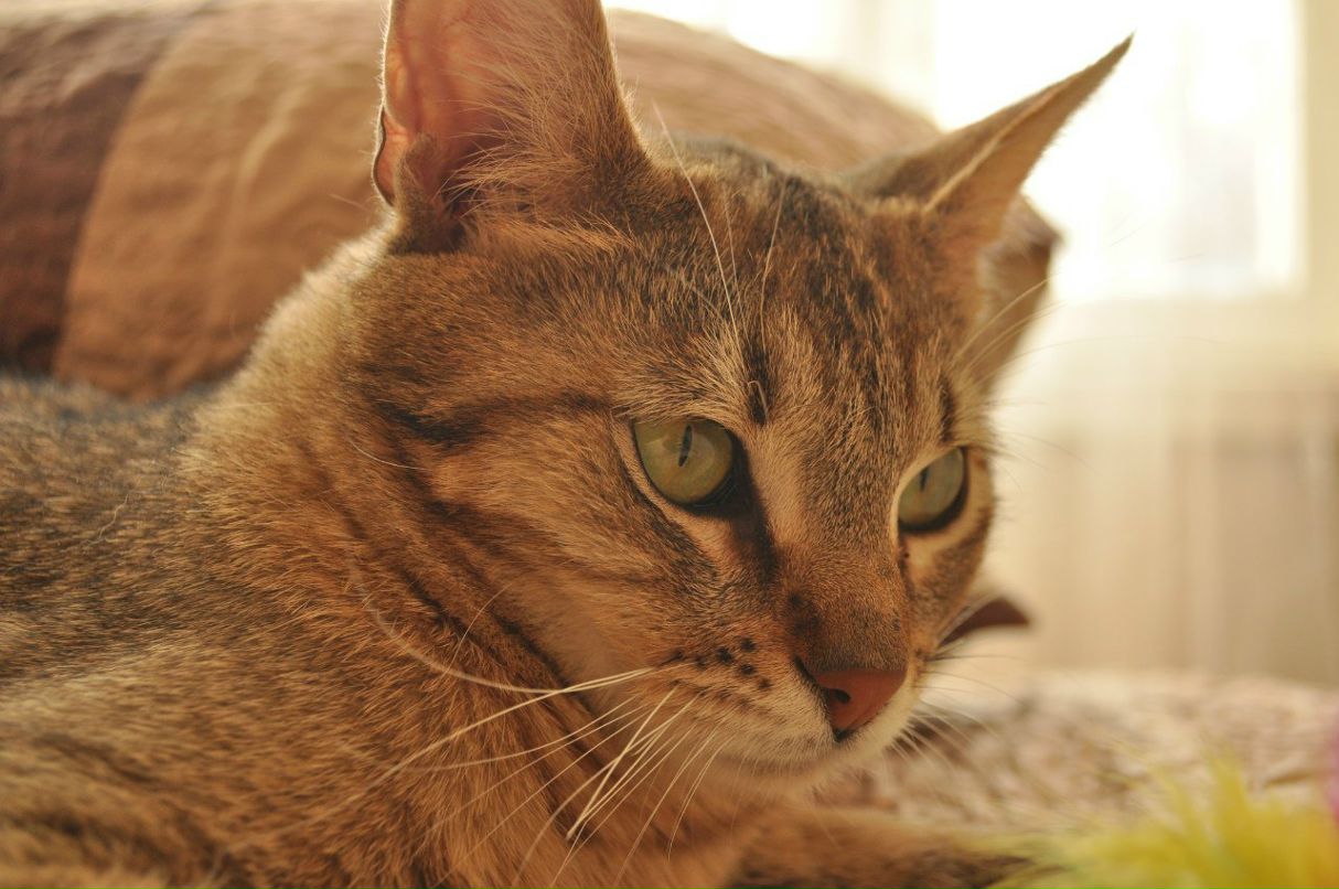 Константин Рагулин | Москва