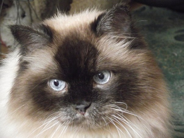 №40, Павел Хохлов №40, Павел Хохлов