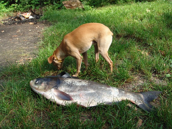 №27, Anton Zhylenko, Киев №27, Anton Zhylenko, Киев