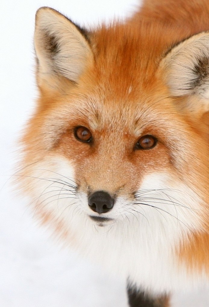 Вероничка Гриценко | Санкт-Петербург