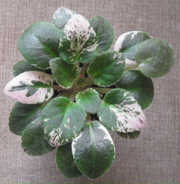 №63, Раиса Моисеенко, 59 лет, Днепр (Днепропетровск) №63, Раиса Моисеенко, 59 лет, Днепр (Днепропетровск)