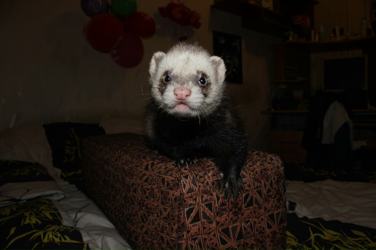 Катерина Дуболазова | Самара