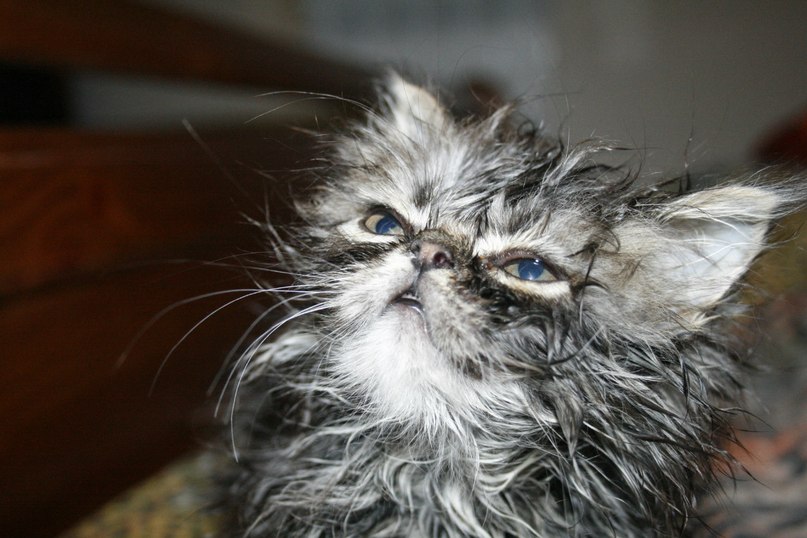 Нила Соловей | Пенза