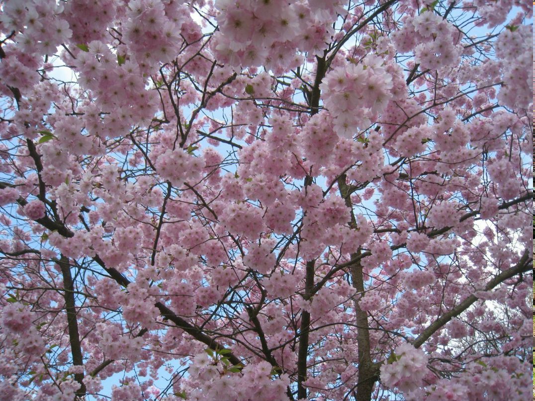 Нина Вольская | Санкт-Петербург