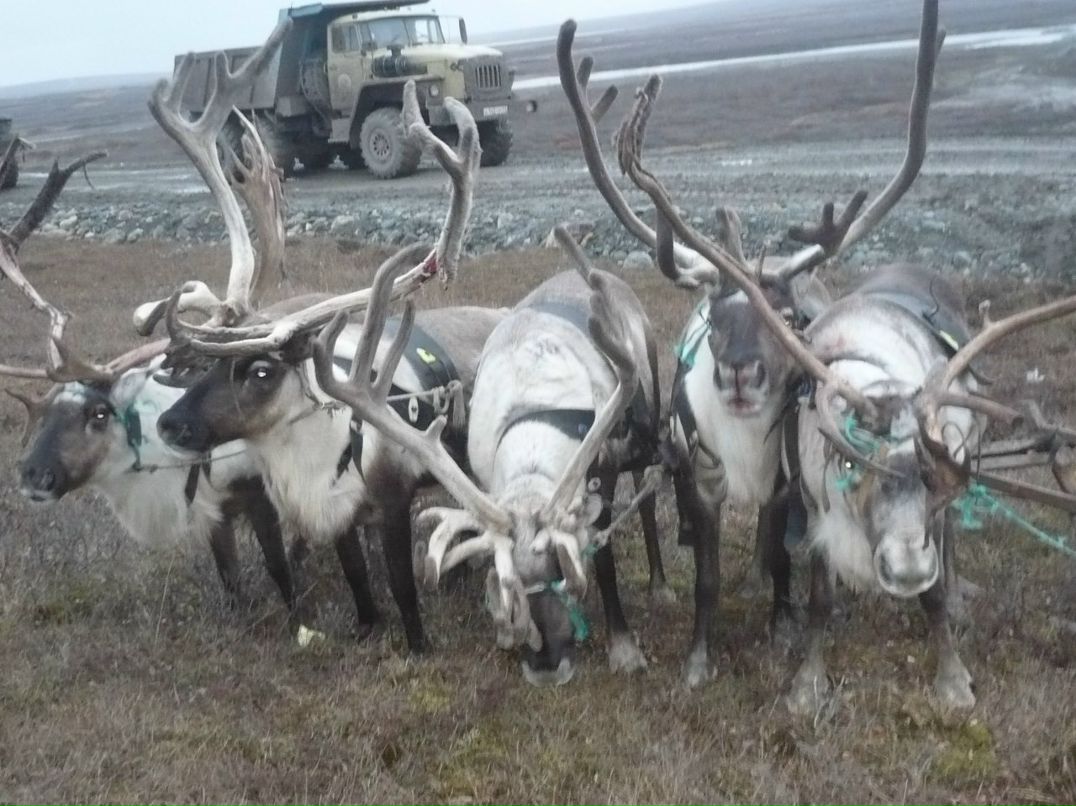 Рома Гришаев | Тюкалинск