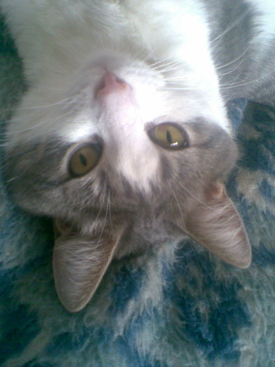 Соломон Кулаков | Санкт-Петербург