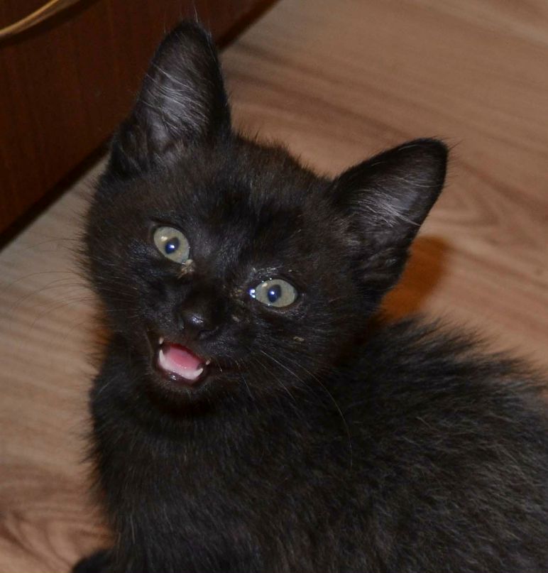 Светлана Щербина-Соленая | 