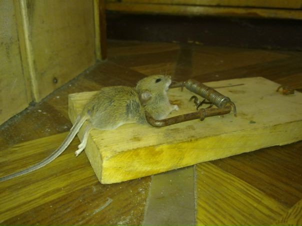 №121, Макс Немец, 36 лет №121, Макс Немец, 36 лет