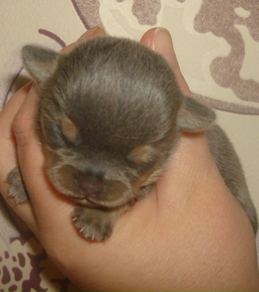 №172, Марина Марковна, Санкт-Петербург №172, Марина Марковна, Санкт-Петербург