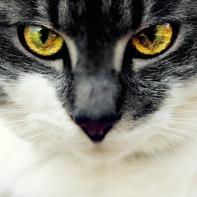 Антон Моховиков | Санкт-Петербург