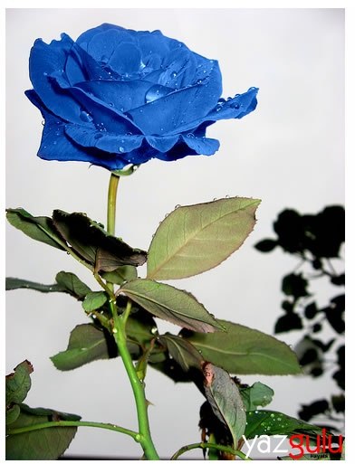 Марина Грицаенко | Киев