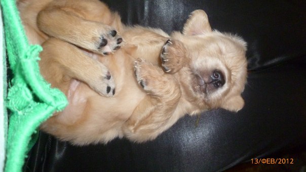 №19, Ija Bazareva №19, Ija Bazareva